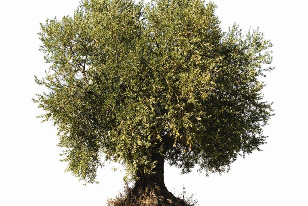 shutterstock_113528578