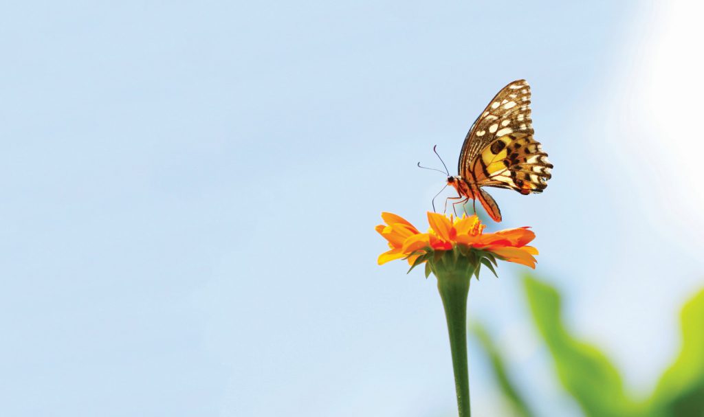 shutterstock_292787252